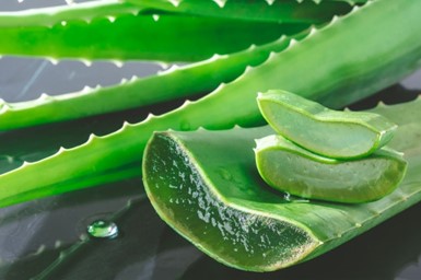 51- aloe vera.jpg (27 KB)