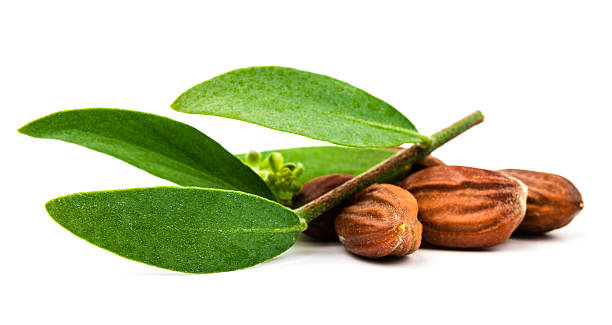 62- jojoba.jpg (26 KB)